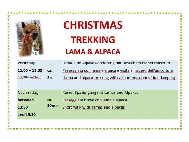 Foto für Christmas Trekking Lama & Alpaka